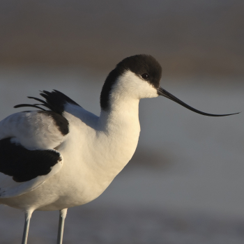 Avocette elegante